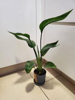 （分類：）位於 。 由 cherrie918 提交（商品編號 1356047780，圖片 1）。簡介： 。