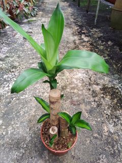 (Category: ) located in . Submitted by wildgardensg (Listing ID 1356068107, Image 1). Description: .
