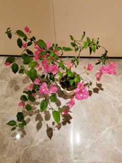 （分類：）位於 。 由 x5xvpa6g4p 提交（商品編號 1361128349，圖片 1）。簡介： 。