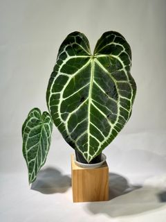 （分類：）位於 。 由 humblenkind 提交（商品編號 1357122133，圖片 1）。簡介： 。