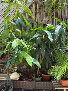 (Category: ) located in . Submitted by plantupsg (Listing ID 1361062236, Image 1). Description: .