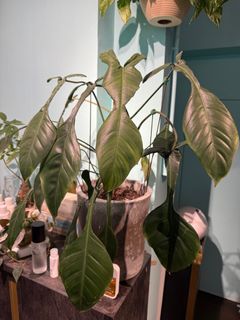 （分類：）位於 。 由 k6453 提交（商品編號 1361118214，圖片 1）。簡介： 。