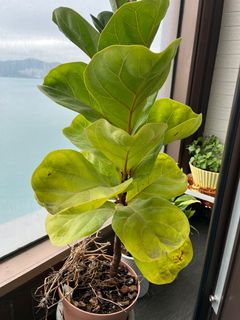 （分類：）位於 。 由 k2ybw7x77243324 提交（商品編號 1361044375，圖片 1）。簡介： 。