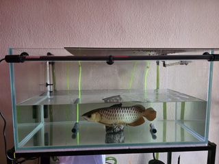 (Category: ) located in . Submitted by boberbettas (Listing ID 1361229377, Image 1). Description: .