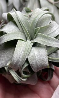 （分類：）位於 。 由 hkplanta 提交（商品編號 1361296761，圖片 1）。簡介： 。
