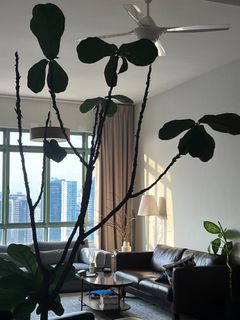 (Category: ) located in . Submitted by macthuy (Listing ID 1361203829, Image 1). Description: .