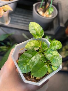 (Category: ) located in . Submitted by wewantgreenfingers (Listing ID 1361211056, Image 1). Description: .