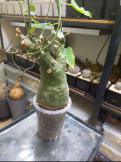 （分類：）位於 。 由 lojai4244 提交（商品編號 1356337355，圖片 1）。簡介： 。