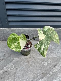 (Category: ) located in . Submitted by plant_guy (Listing ID 1356326393, Image 1). Description: .