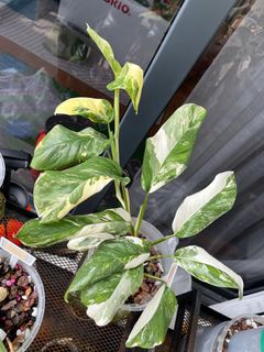 (Category: ) located in . Submitted by plant_guy (Listing ID 1356324287, Image 1). Description: .