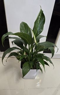 (Category: ) located in . Submitted by urban.cultivar (Listing ID 1356269346, Image 1). Description: .