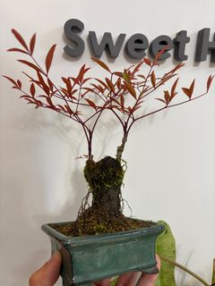 （分類：）位於 。 由 sweet2323 提交（商品編號 1356578767，圖片 1）。簡介： 。