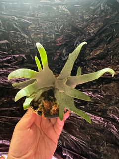 P.Willinckii Yellow Moon Sporeling Selected, Furniture