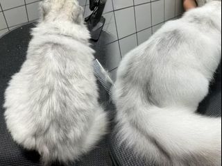 (Category: ) located in . Submitted by catsloverforever (Listing ID 1008715550, Image 1). Description: .