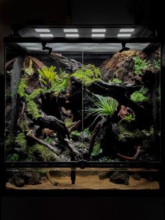 (Category: ) located in . Submitted by paluterrariums (Listing ID 1356642760, Image 1). Description: .