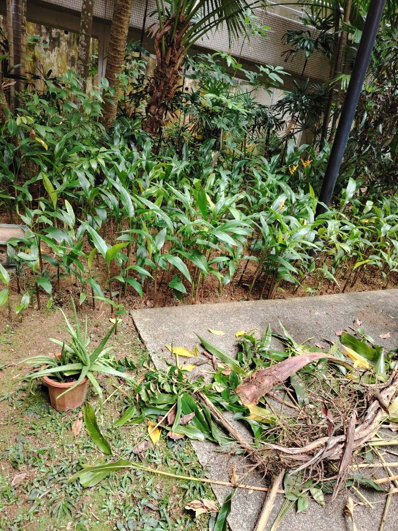 Gardening professional WP 9688132964884979063938110
