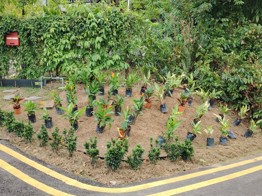 Gardening professional WP 9688132964884979063938113