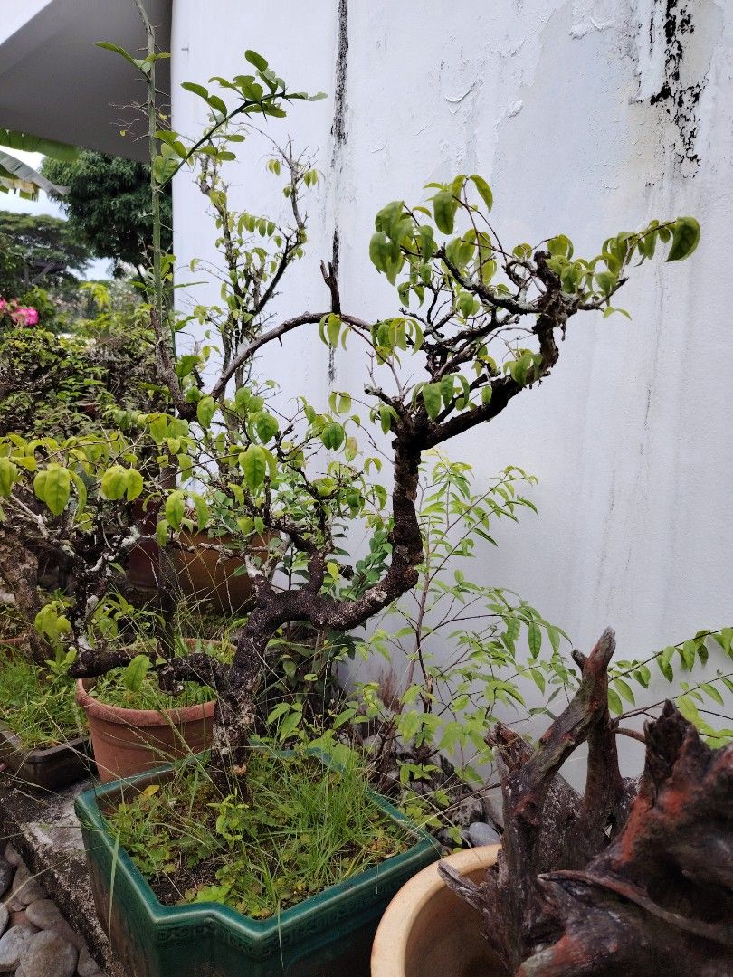 Gardening professional WP 9688132964884979063938111