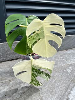 (Category: ) located in . Submitted by plant_guy (Listing ID 1356688602, Image 1). Description: .