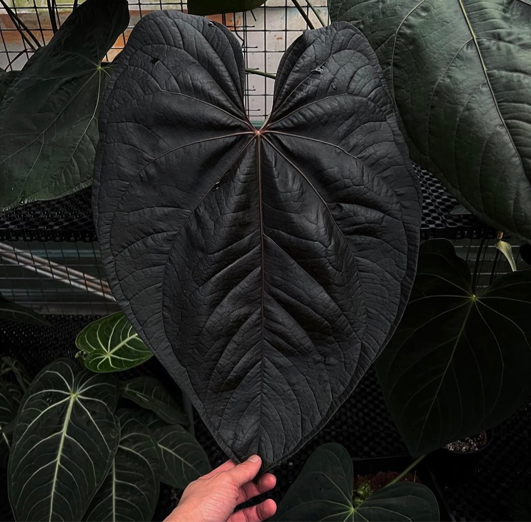 anthurium-queen-of-hearts-furniture-home-living-gardening-plants