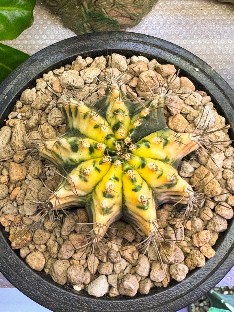 [BIG SIZED] Variegated Gymno, Furniture & Home Living, Gardening ...