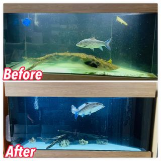 (Category: ) located in . Submitted by piscesman_aquarium_services (Listing ID 1356857135, Image 1). Description: .