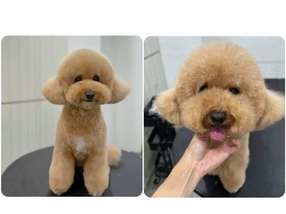 Dog Grooming 🐩 Collection item 1