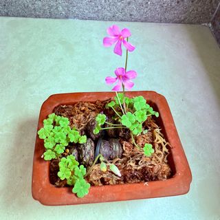 (Category: ) located in . Submitted by greenlife008 (Listing ID 1355723872, Image 1). Description: .