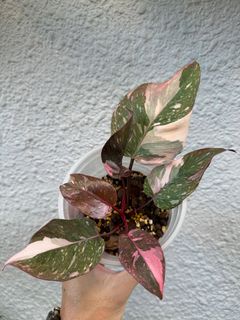(Category: ) located in . Submitted by JeffPlant (Listing ID 1356808539, Image 1). Description: .