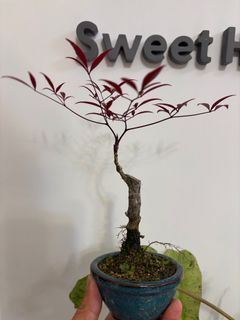 （分類：）位於 。 由 sweet2323 提交（商品編號 1357104958，圖片 1）。簡介： 。