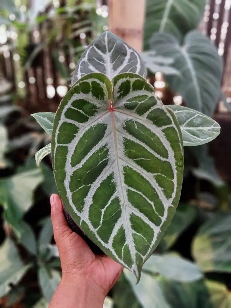 billie philodendron Philodendron billietiae 'Dark Form'