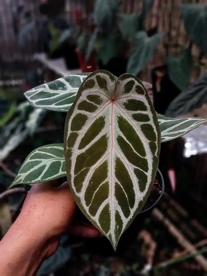 Anthurium Red Man x Angel dream, Furniture & Home Living