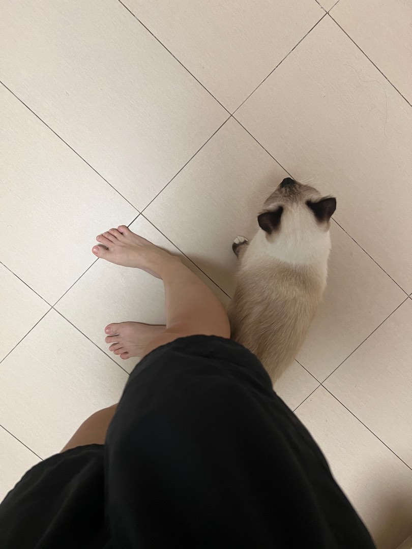 (Category: ) located in . Submitted by fatcatloaf (Listing ID 1357133669, Image 1). Description: .