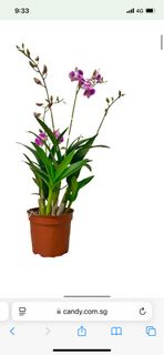 (Category: ) located in . Submitted by fruityflorist (Listing ID 1357026212, Image 1). Description: .