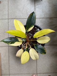(Category: ) located in . Submitted by beanplanting (Listing ID 1355741359, Image 1). Description: .