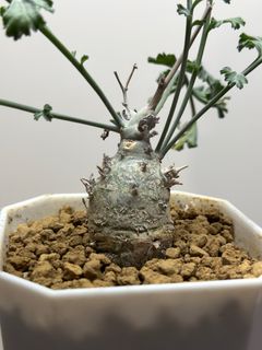（分類：）位於 。 由 nnnnnnch 提交（商品編號 1357373867，圖片 1）。簡介： 。
