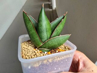 (Category: ) located in . Submitted by sansevieria.habitat (Listing ID 1357307326, Image 1). Description: .