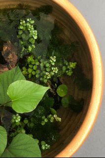 (Category: ) located in . Submitted by scapepot (Listing ID 1357193698, Image 1). Description: .