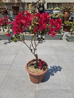 （分類：）位於 。 由 mmym2020 提交（商品編號 1361368263，圖片 1）。簡介： 。