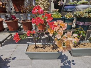 （分類：）位於 。 由 mmym2020 提交（商品編號 1361368033，圖片 1）。簡介： 。