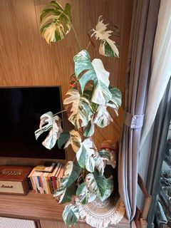 （分類：）位於 。 由 mikewillplantit 提交（商品編號 1361384988，圖片 1）。簡介： 。