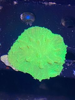 (Category: ) located in . Submitted by hessaquatics (Listing ID 1361403496, Image 1). Description: .