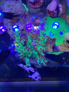 (Category: ) located in . Submitted by hessaquatics (Listing ID 1361397075, Image 1). Description: .