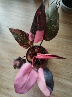 (Category: ) located in . Submitted by platyfolia (Listing ID 1361414366, Image 1). Description: .