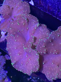 (Category: ) located in . Submitted by hessaquatics (Listing ID 1361403180, Image 1). Description: .