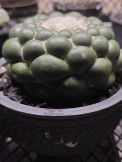 （分類：）位於 。 由 ultrae 提交（商品編號 1362918104，圖片 1）。簡介： 。