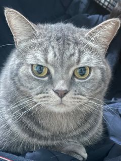 （分類：）位於 。 由 mrmaru 提交（商品編號 1363134648，圖片 1）。簡介： 。