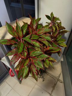 (Category: ) located in . Submitted by chiplao (Listing ID 1363147800, Image 1). Description: .