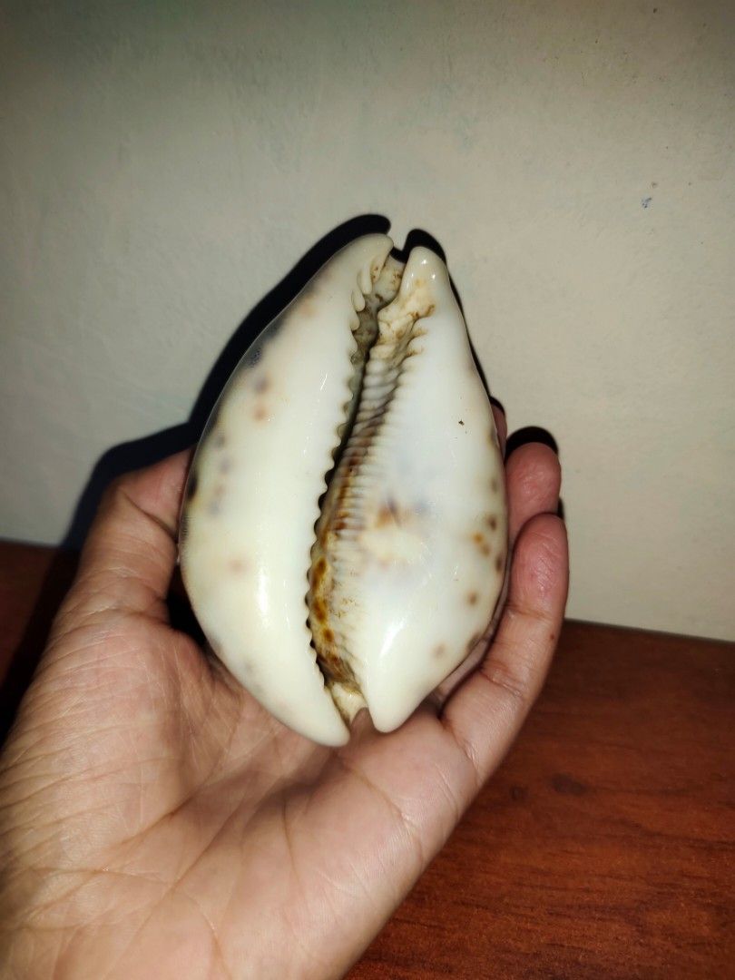 Tiger Cowrie Shell (Category: Other Home Decor) located in Quezon City. Submitted by handpicked_items (Listing ID 1363030834, Image 2). Description: .