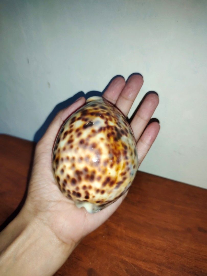 Tiger Cowrie Shell (Category: Other Home Decor) located in Quezon City. Submitted by handpicked_items (Listing ID 1363030834, Image 1). Description: .